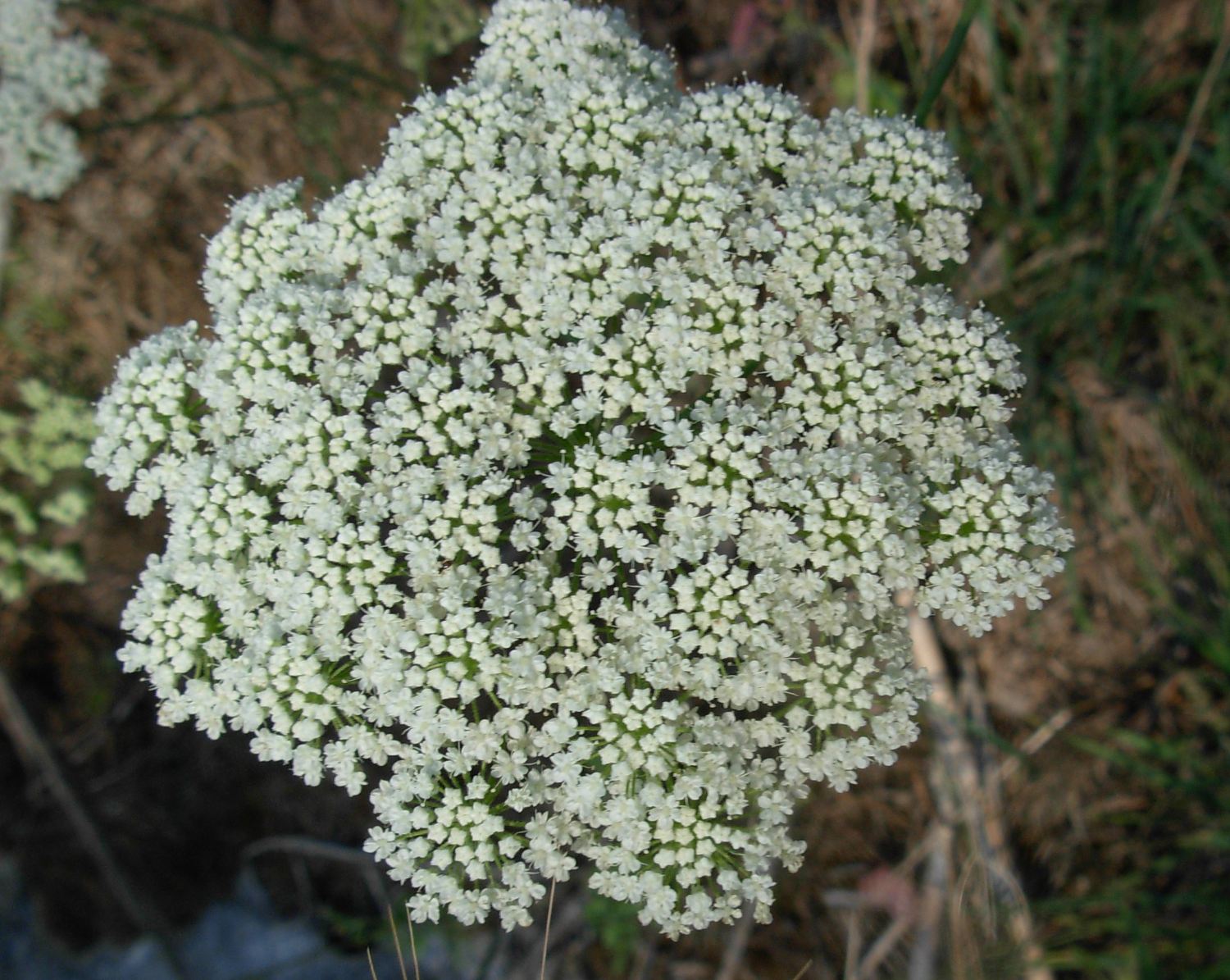 Pimpinella peregrina L./Tragoselino calcitrappa